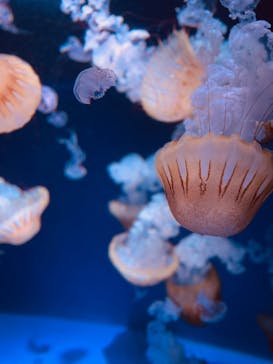新江ノ島水族館に投稿された画像（2024/7/26）