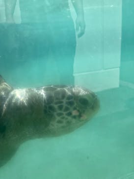 新江ノ島水族館に投稿された画像（2024/7/26）