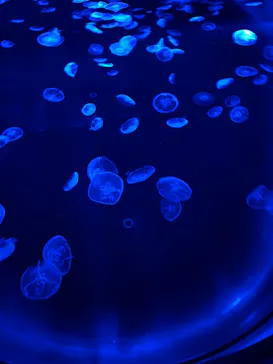 すみだ水族館に投稿された画像（2024/7/26）