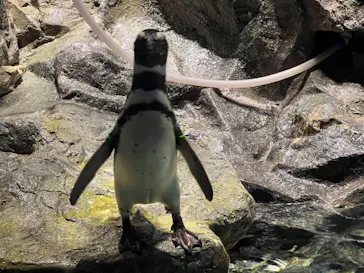 すみだ水族館に投稿された画像（2024/7/26）