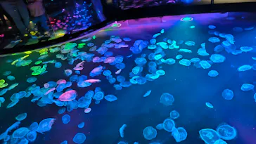 すみだ水族館に投稿された画像（2024/7/26）