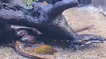すみだ水族館に投稿された画像（2024/7/26）