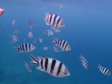 沖縄ネイチャーコーディネート・アンダゴに投稿された画像（2024/7/26）