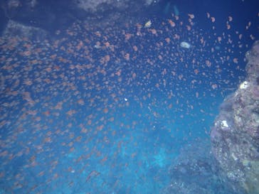 沖縄ネイチャーコーディネート・アンダゴに投稿された画像（2024/7/26）