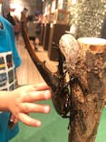 体感するファーブル昆虫展in横浜赤レンガ倉庫に投稿された画像（2024/7/26）
