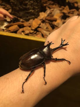 体感するファーブル昆虫展in横浜赤レンガ倉庫に投稿された画像（2024/7/26）