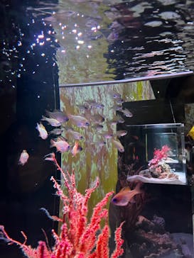 マクセル アクアパーク品川に投稿された画像（2024/7/26）