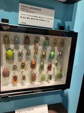 特別展「昆虫 MANIAC」（国立科学博物館）に投稿された画像（2024/7/26）