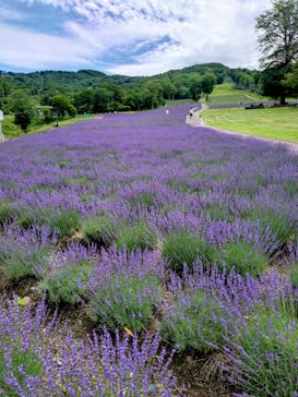 たんばらラベンダーパークに投稿された画像（2024/7/26）