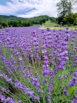 たんばらラベンダーパークに投稿された画像（2024/7/26）