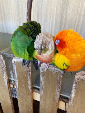 Moff animal cafe 小田原ダイナシティ店に投稿された画像（2024/7/26）