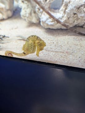 サンシャイン水族館に投稿された画像（2024/7/27）