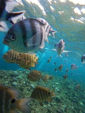 沖縄マリンサービス碧に投稿された画像（2024/7/27）