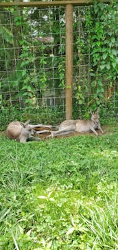 那須どうぶつ王国に投稿された画像（2024/7/27）