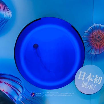 新江ノ島水族館に投稿された画像（2024/7/27）