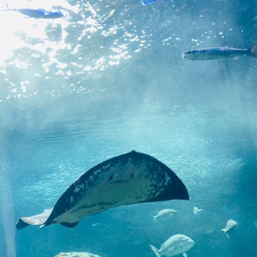 新江ノ島水族館に投稿された画像（2024/7/27）