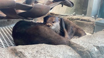 AQUARIUM × ART　atoa×神戸どうぶつ王国に投稿された画像（2024/7/27）