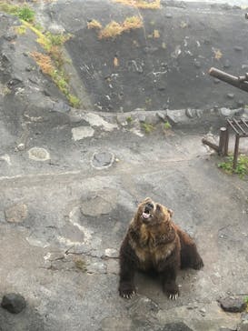 のぼりべつクマ牧場に投稿された画像（2024/7/27）