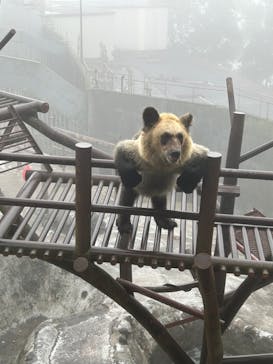 のぼりべつクマ牧場に投稿された画像（2024/7/27）