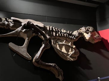 タッチ ザ ダイナソー ～恐竜アドベンチャー展～に投稿された画像（2024/7/27）