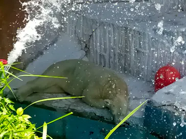 天王寺動物園に投稿された画像（2024/7/27）