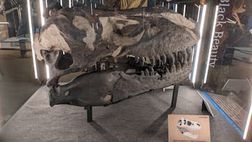 福井県立恐竜博物館に投稿された画像（2024/7/27）