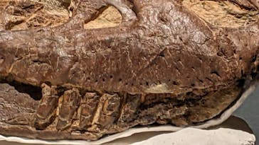 福井県立恐竜博物館に投稿された画像（2024/7/27）