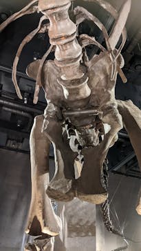 福井県立恐竜博物館に投稿された画像（2024/7/27）