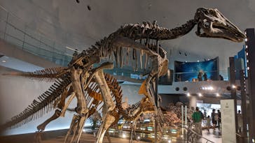 福井県立恐竜博物館に投稿された画像（2024/7/27）