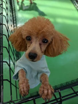 つくばわんわんランドに投稿された画像（2024/7/27）