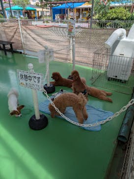 つくばわんわんランドに投稿された画像（2024/7/27）