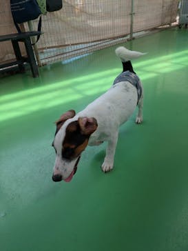 つくばわんわんランドに投稿された画像（2024/7/27）