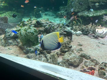 マクセル アクアパーク品川に投稿された画像（2024/7/27）