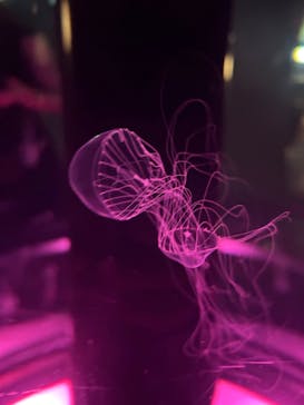 マクセル アクアパーク品川に投稿された画像（2024/7/27）