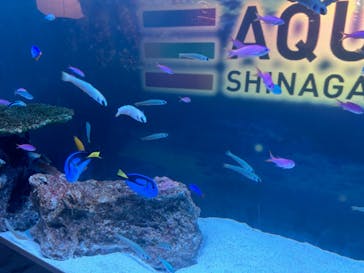 マクセル アクアパーク品川に投稿された画像（2024/7/27）