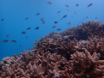 南ぬ島DIVESITEに投稿された画像（2024/7/27）