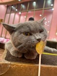猫カフェモカ イオンモール大日店に投稿された画像（2024/7/27）