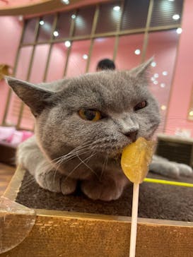 猫カフェモカ イオンモール大日店に投稿された画像（2024/7/27）