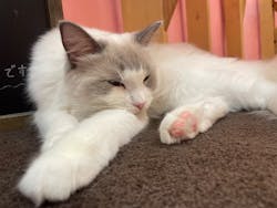 猫カフェモカ イオンモール大日店に投稿された画像（2024/7/27）