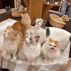 猫カフェモカ イオンモール大日店に投稿された画像（2024/7/27）