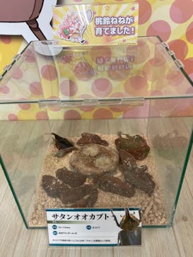 JOYPOLIS 特別イベントスペースに投稿された画像（2024/7/27）