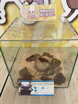 JOYPOLIS 特別イベントスペースに投稿された画像（2024/7/27）