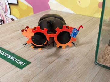 JOYPOLIS 特別イベントスペースに投稿された画像（2024/7/27）