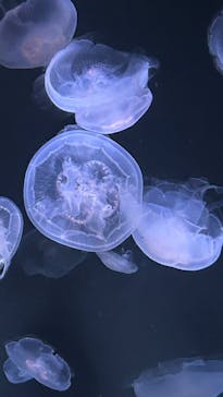 サンシャイン水族館に投稿された画像（2024/7/27）