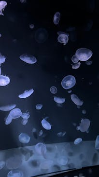 サンシャイン水族館に投稿された画像（2024/7/27）