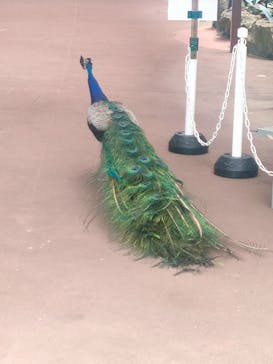 伊豆シャボテン動物公園に投稿された画像（2024/7/27）