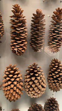 国立科学博物館に投稿された画像（2024/7/27）