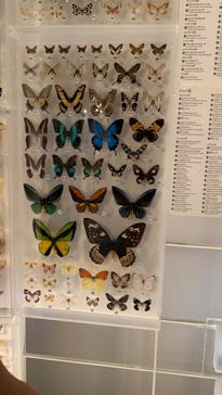 国立科学博物館に投稿された画像（2024/7/27）