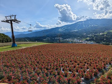 ひるがのピクニックガーデンに投稿された画像（2024/7/27）