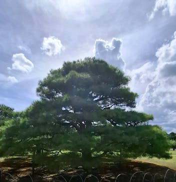 元離宮二条城に投稿された画像（2024/7/27）